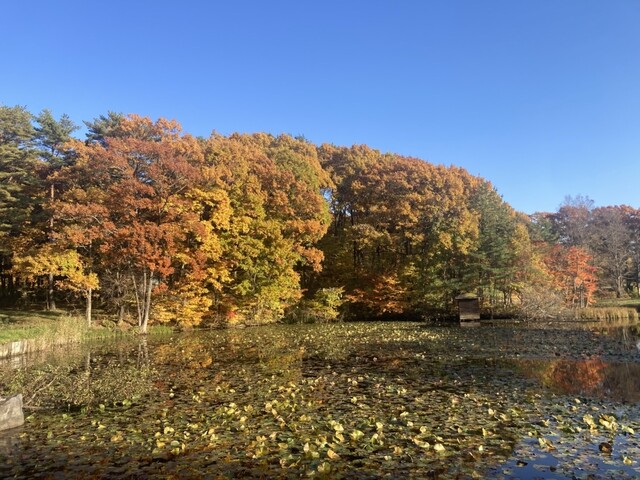 メイプルカントリークラブ（Maple Country Club） - 盛岡（その他）の写真