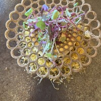 クイーン・アリス 横浜店 - 