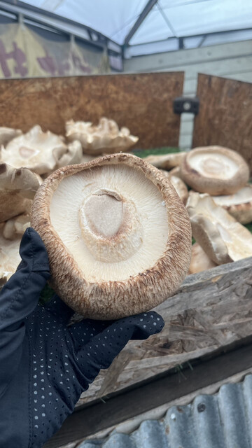 湯布院shiitakemonster （ユフインシイタケモンスター） - 由布院/野菜