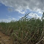 宮古きび茶屋 - 