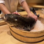 ふぐまどんな - 