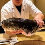 ふぐまどんな - 天然とらふぐ5kgオーバー