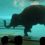 สวนสัตว์เปิดเขาเขียว - 