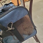 ハーブ庭園旅日記 富士河口湖庭園 園内ショップ - ショップ内はキャリーバッグの中でおとなしくする愛犬