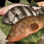 泉岳寺門前 紋屋 - 富山地魚