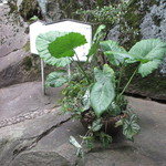 プティアノン - 