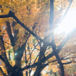 ヴィラ・アフガン - 