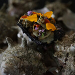 メシモ - 料理写真: