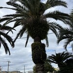 珊瑚礁 - 南国ムード☆*:.｡. o(≧▽≦)o .｡.:*☆