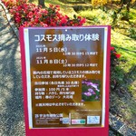 嘘と僕 - コスモスの摘み取り体験～!!( ^o^)ﾉ