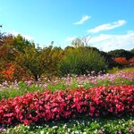 嘘と僕 - 宇治市植物園のお花～!!( ^o^)ﾉ