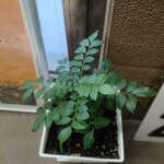 アーンドラ・ダバ - 自家栽培？のカレーリーフ