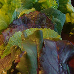 韓味里 - 焼肉を包んで食べる葉野菜。