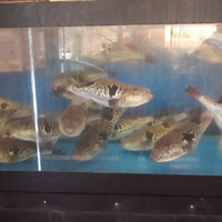 カニとフグの専門店 福島かにふぐ家 - 