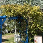 トイチパンケーキ - 