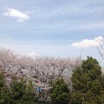 サンマルク - Ｃホールから桜の季節