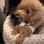 ＭＯＭＩＮＯＫＩ ＨＯＵＳＥ - シェリ