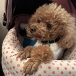 ＭＯＭＩＮＯＫＩ ＨＯＵＳＥ - CHERIE