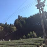 生粉打 作美 - お店前の茶畑