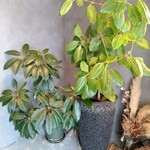 251 cafe - 鉢植え植物（カポックかな？）