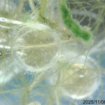 ニュー高根 - メダカの卵孵化中。父親はここで購入したヒメダカだ^_^