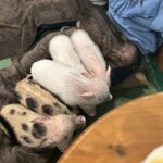 マイピッグカフェ - 料理写真: