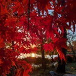 喫茶 蓼科アイス - 水面へ溶け込まんとする夕焼け