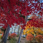 喫茶 蓼科アイス - グラデーションが美しい