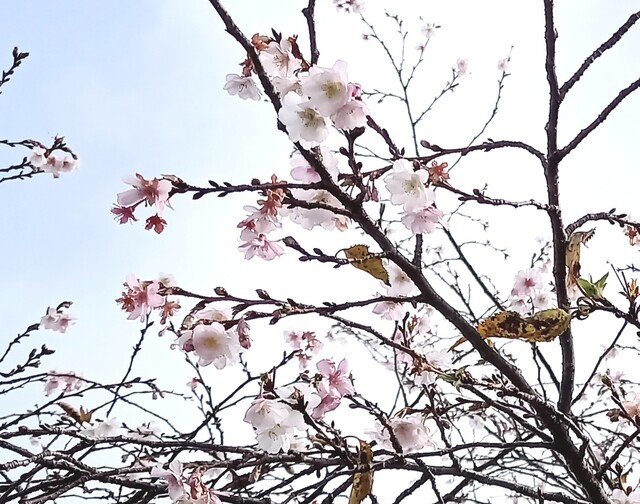わこう庵 - 南長井（ラーメン）の写真