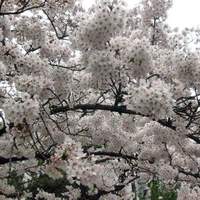 屋形船 品川 船清 - 