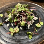 アカミヤコウシ - 