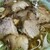 中野 邦ちゃんラーメン - 料理写真: