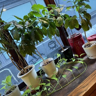 カフェ ドゥー_0