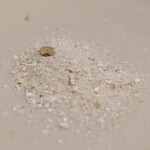 そば 耕作 - お塩