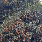 ステーキ 鐵船 - 