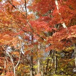 Cypress Karuizawa - 雲場池の紅葉