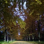 天童製麺 - 夜明けの銀杏並木♪