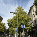 櫻井中華そば店 - 食後にウォーキング、日本大通りのイチョウはまだまだ緑色