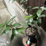 ふくや京都 - 石のカラーリングが良き。