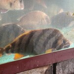 まるみつ寿司 - 水槽の石鯛