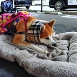 カフェ＆レストラン談話室 ニュートーキョー - もこもこ着込んで募金活動がんばってくれていた秋田犬のアキちゃん(1歳♀)