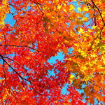 味の味噌一 - 2014.11