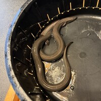 日本料理 梅林 - 