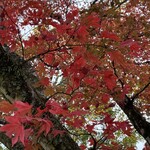 山のホテル ラウンジ・バー - 庭園の紅葉2