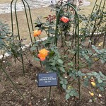 山のホテル ラウンジ・バー - 庭園のバラ