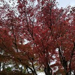 山のホテル ラウンジ・バー - 庭園の紅葉1