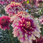 西洋割烹 かるにえ - 