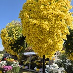 西洋割烹 かるにえ - 