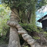 トラットリア プリモ - 