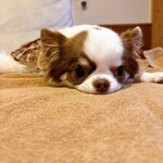 Regina Resort Kyukaruizawa